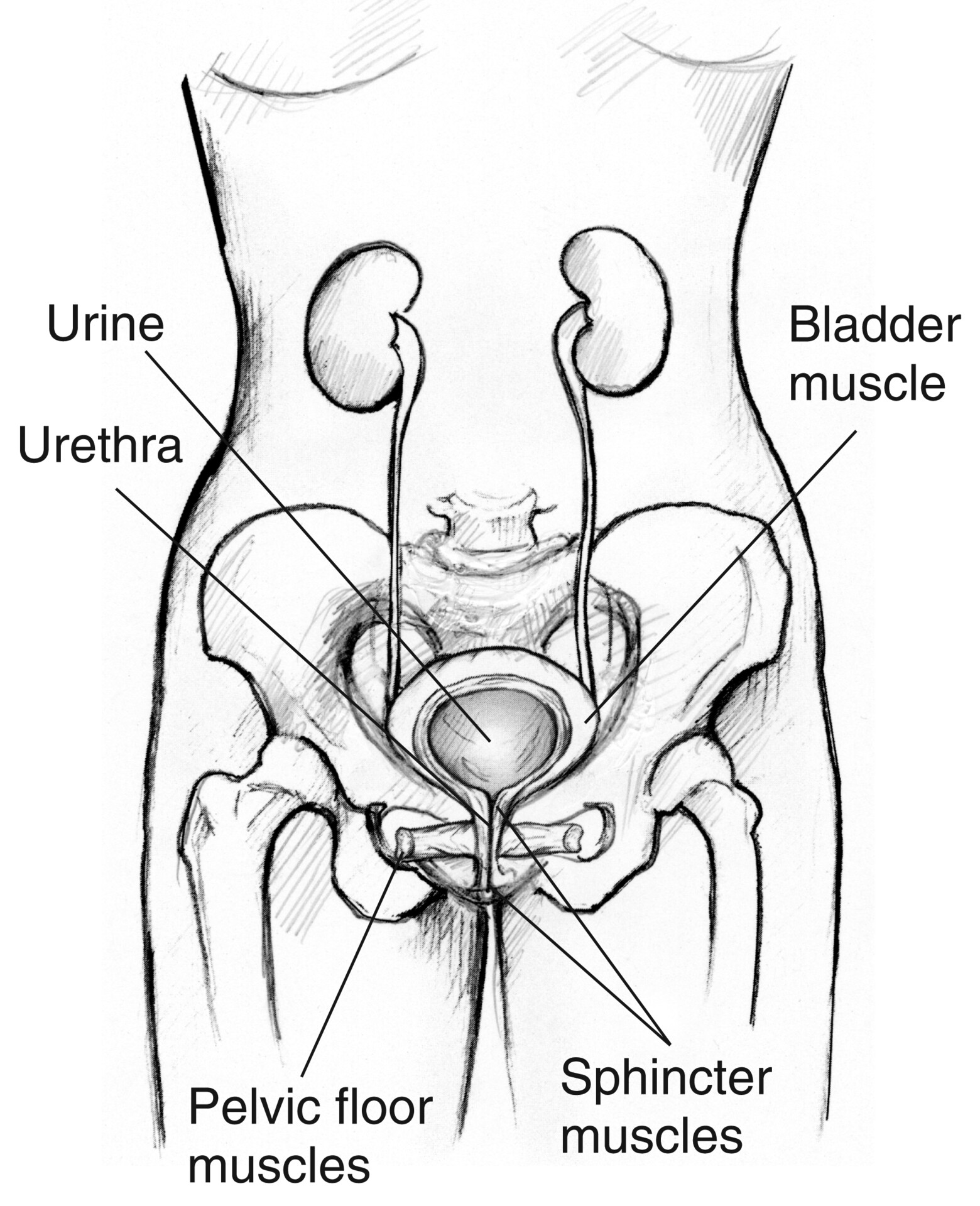 Male urinary tract, with the bladder, prostate, and urethra labeled - Media  Asset - NIDDK