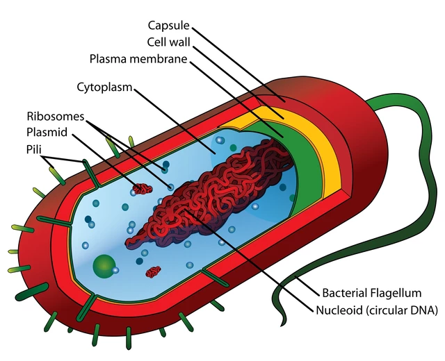 archaeal cell diagram