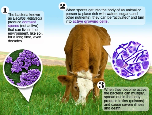 What Are Some Common Foodborne Molds? - StoryMD