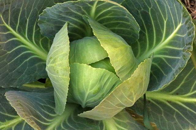 Cruciferous Vegetables (Brassicaceae): Health Benefits - StoryMD