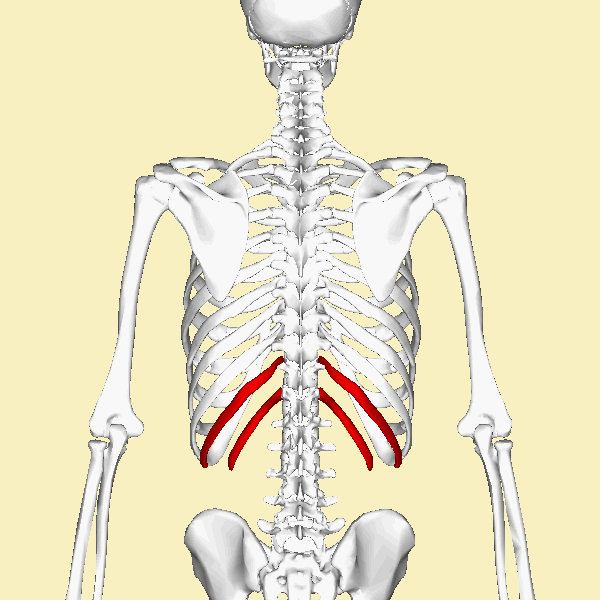 True Ribs And False Ribs
