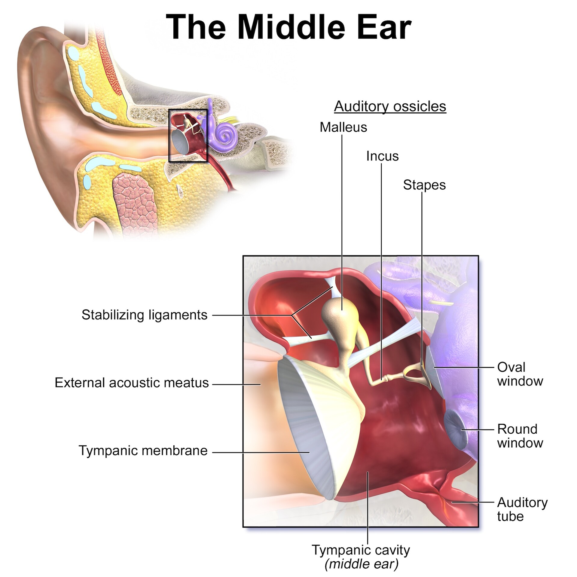 middle ear diagram