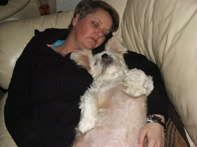 Pets, Dog, Sleeping