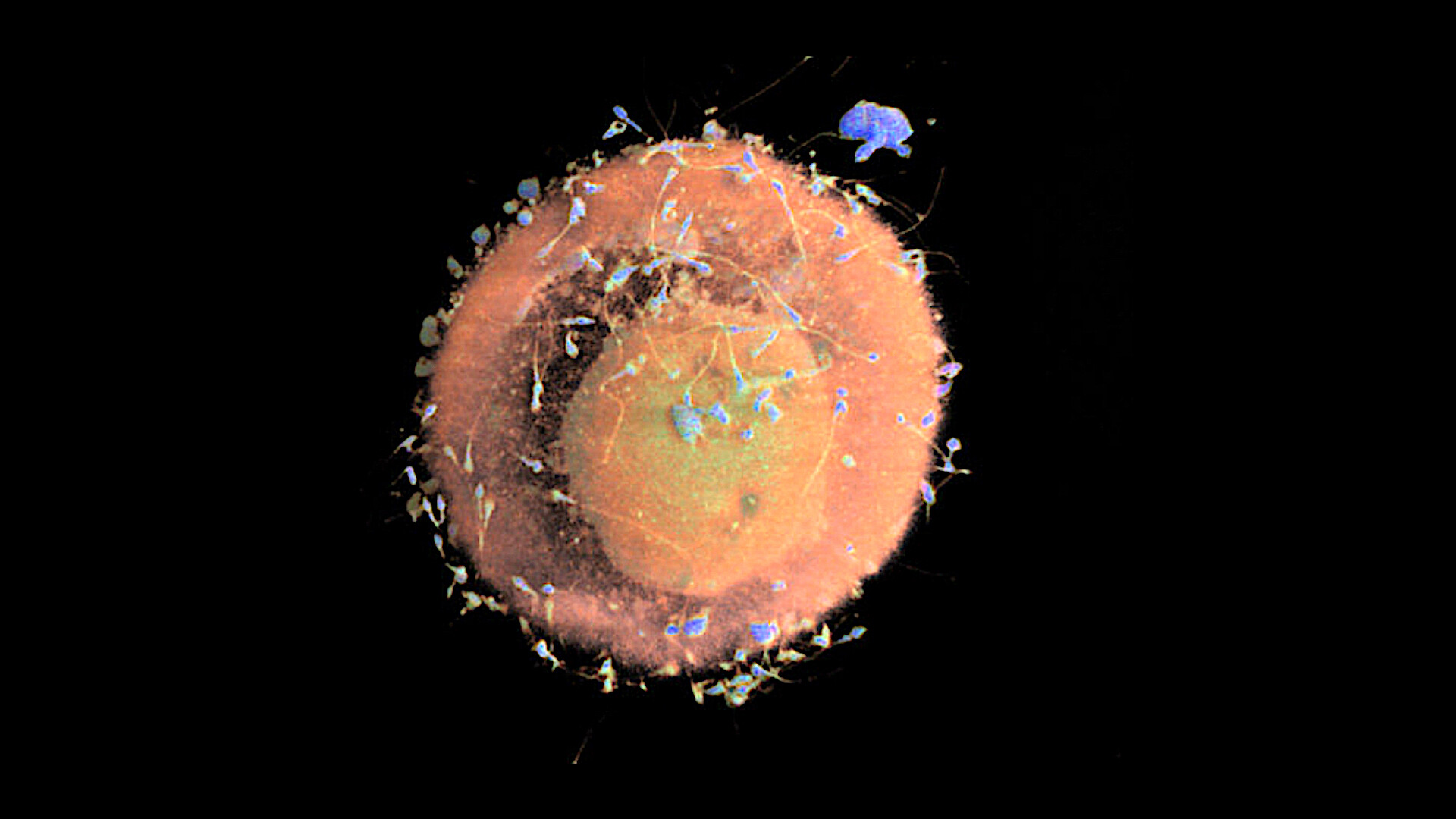 Chizmalarda ogzaki jinsiy aloqa Rus boboning jinsiy porno