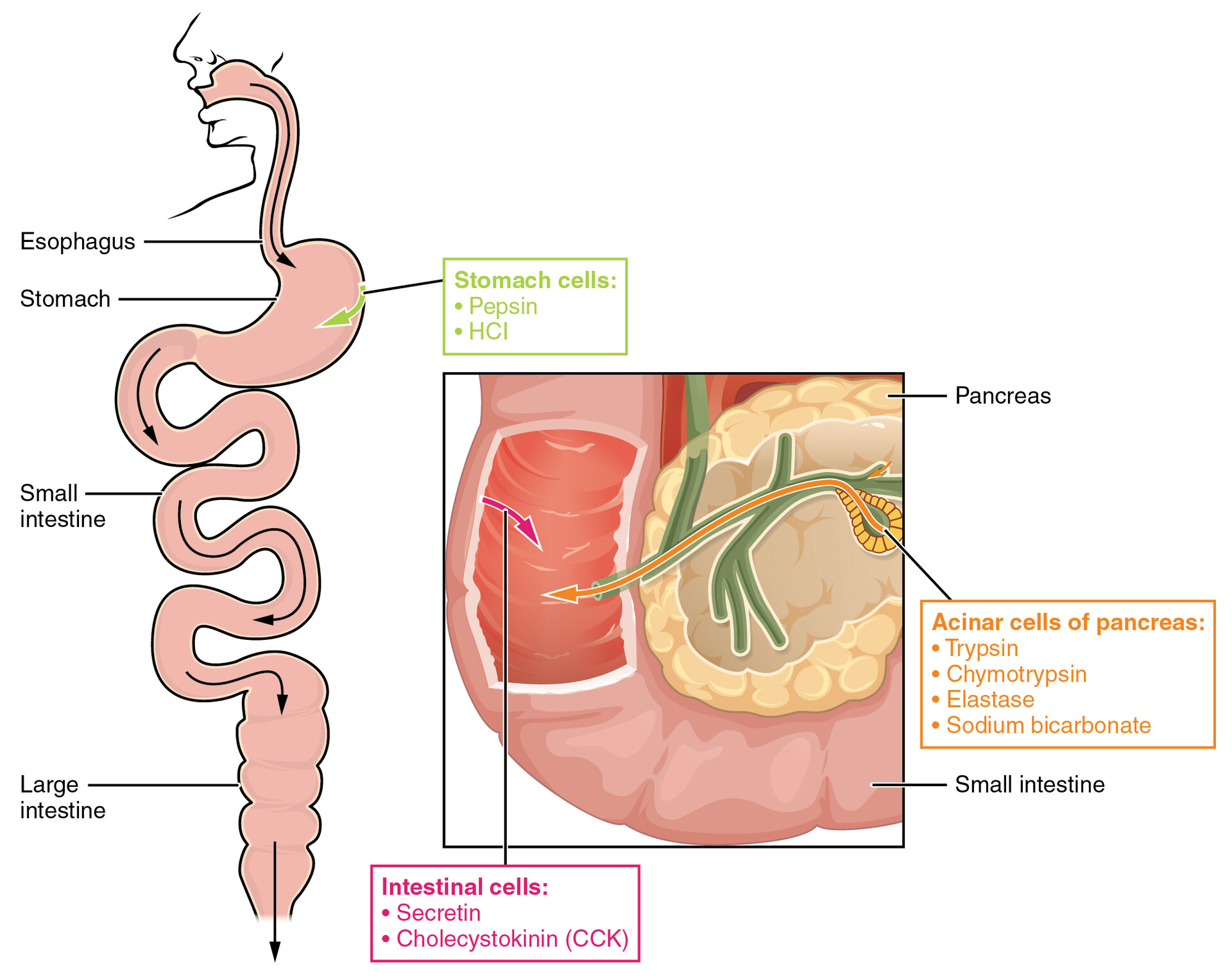 Acinar Cells Pancreas Labeled