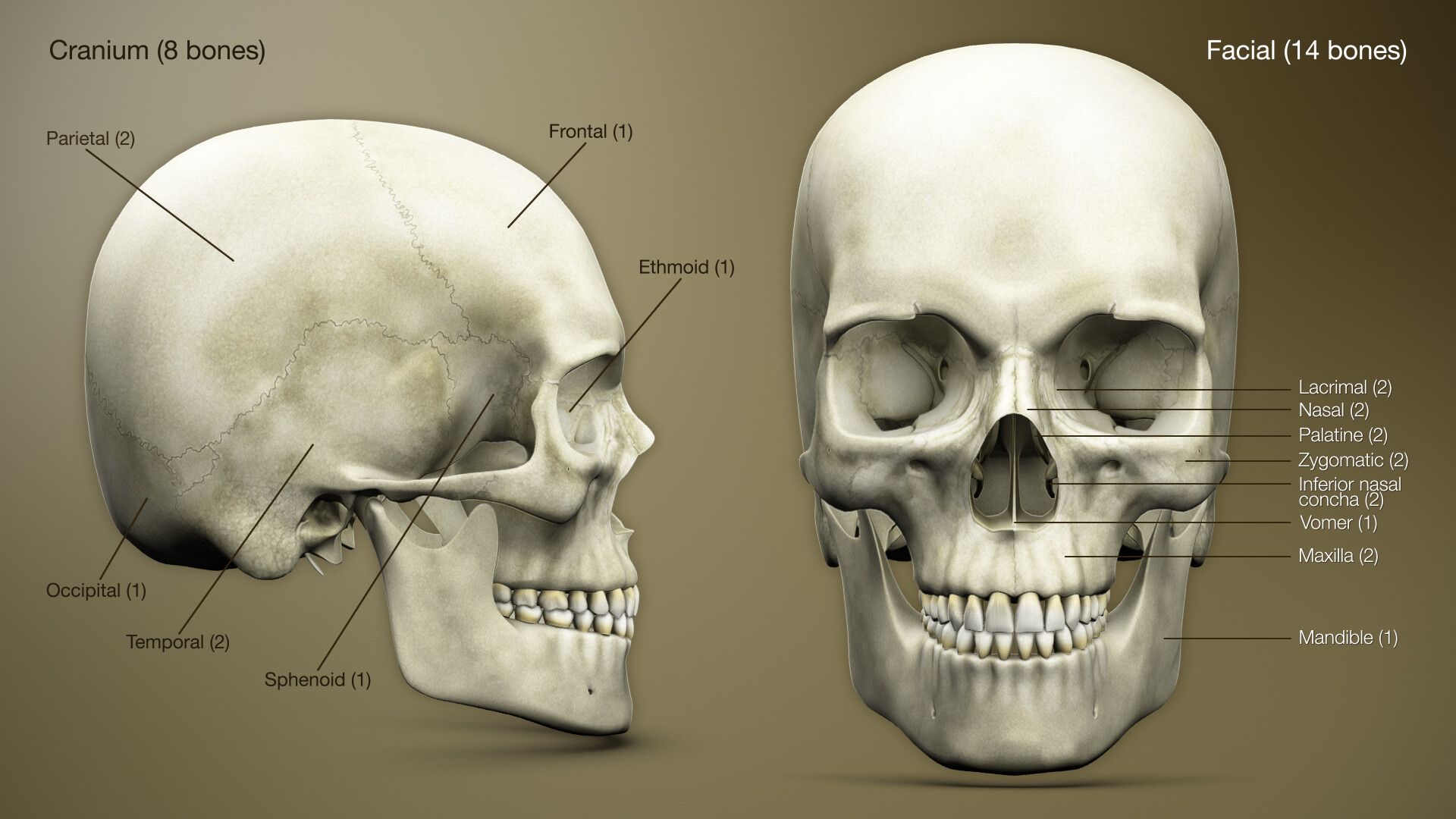 Skull Anatomy, Bones in The Skull