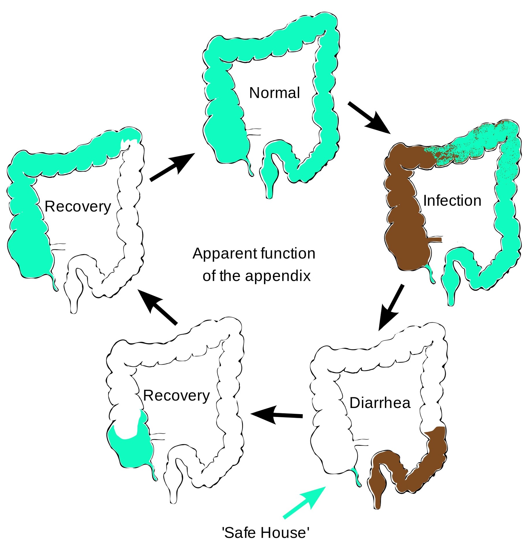 Cryptosporidiosis (Crypto): Causes, Symptoms, Treatment - StoryMD