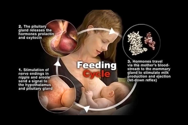 What Is the Breastfeeding Let-Down Reflex?