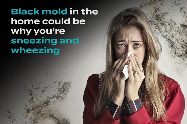 Can You Safely Stay In A House With Black Mold?