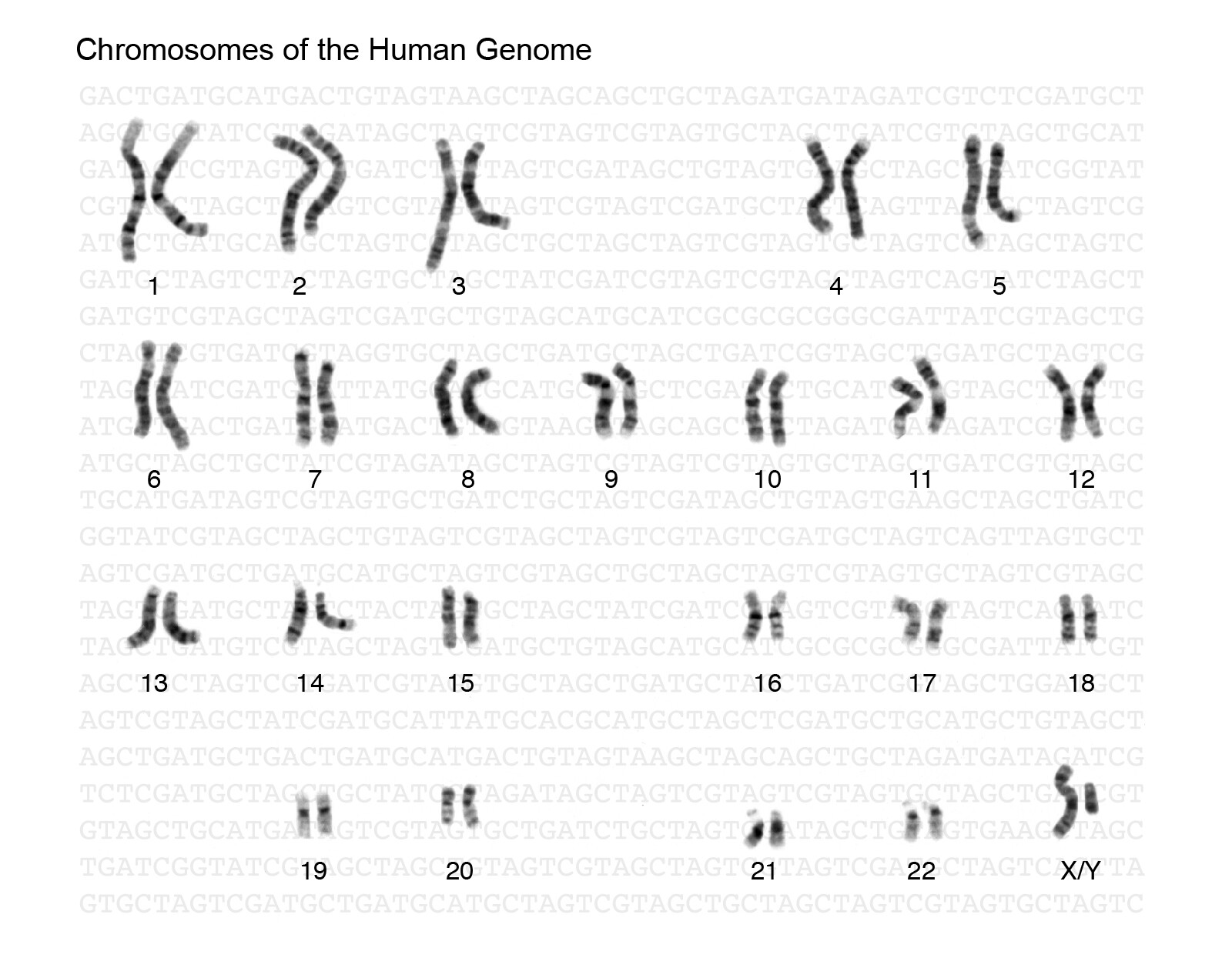 trisomy chromosome