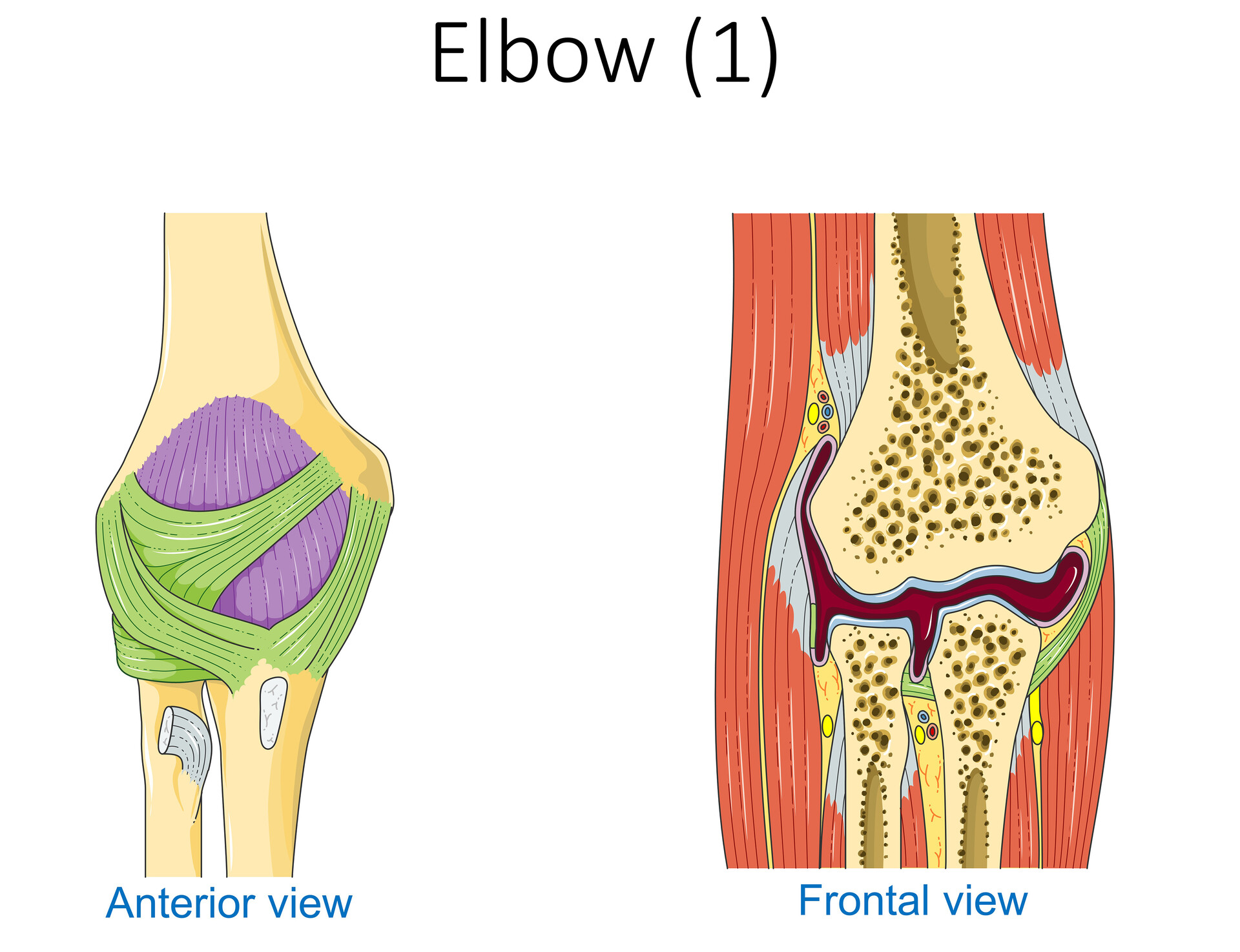 Elbow Joint StoryMD