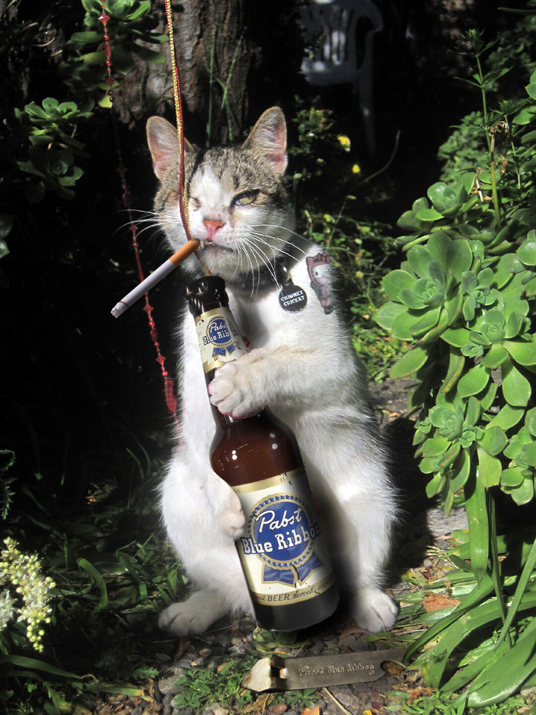 cats and cigarettes Smoking and Pets: Secondhand (and Third-Hand) Smoke Is Harmful