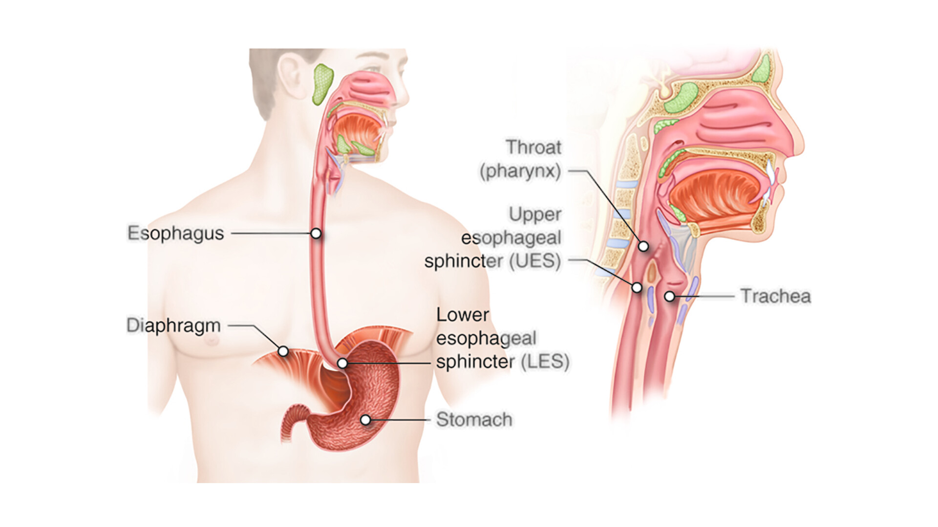 esophageal sphincter