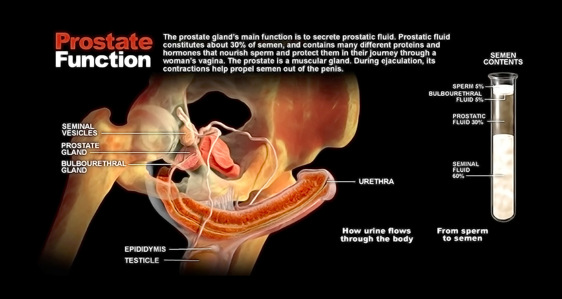 Prostate Function StoryMD