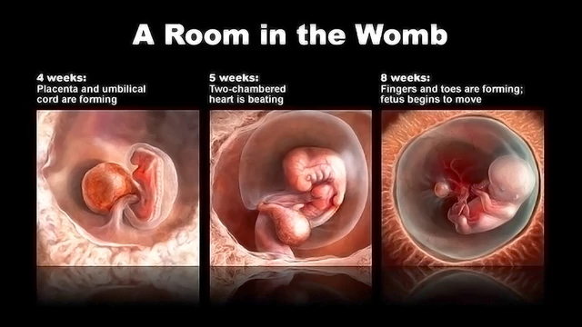 pregnant uterus 8 weeks